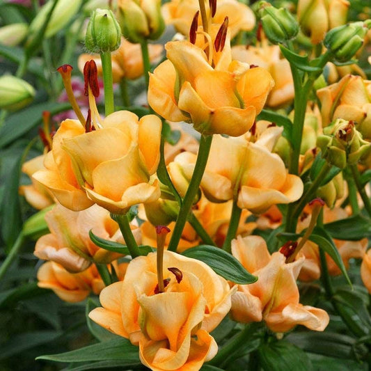 Fragrant Florals Plant Collection