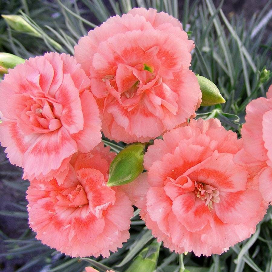 Fragrant Florals Plant Collection