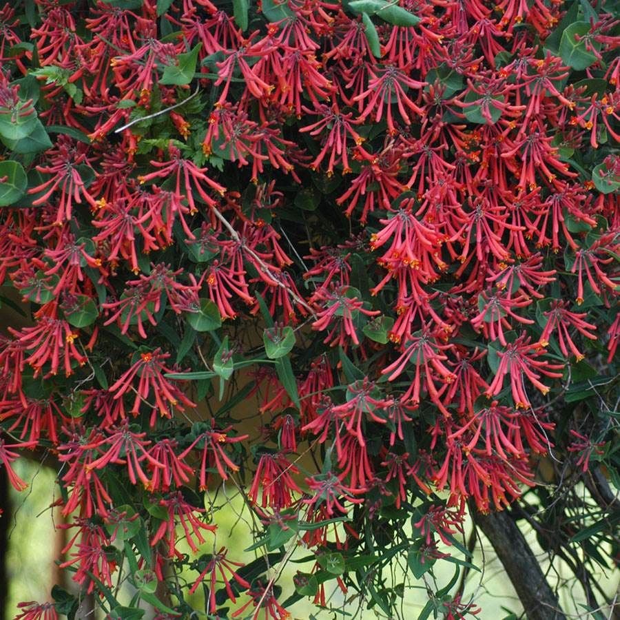 Fragrant Florals Plant Collection