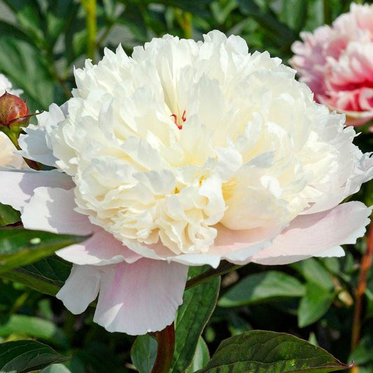 Pretty Peonies Plant Collection