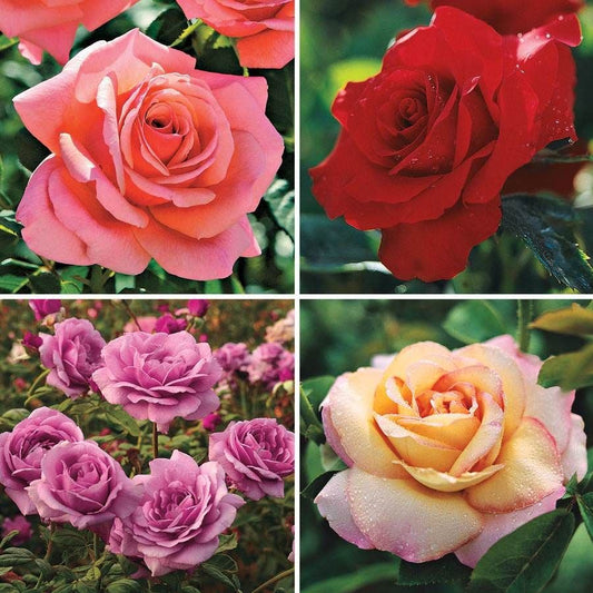 Rainbow of Roses Plant Collection