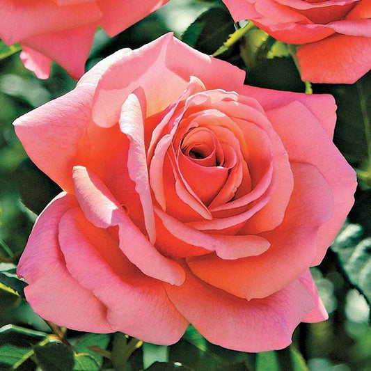 Rainbow of Roses Plant Collection