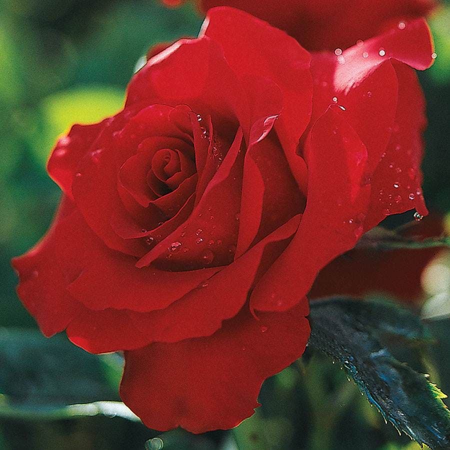 Rainbow of Roses Plant Collection