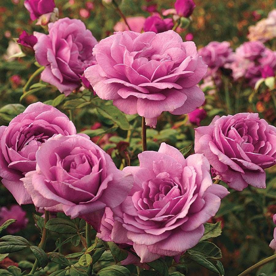 Rainbow of Roses Plant Collection