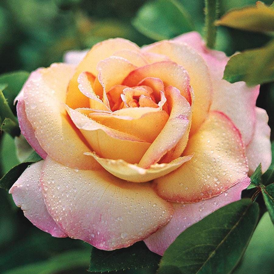 Rainbow of Roses Plant Collection