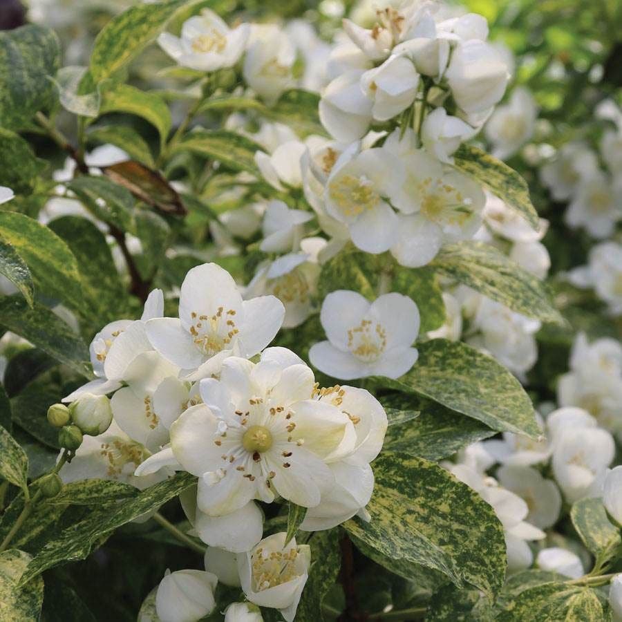 Philadelphus Illuminati Sparks™