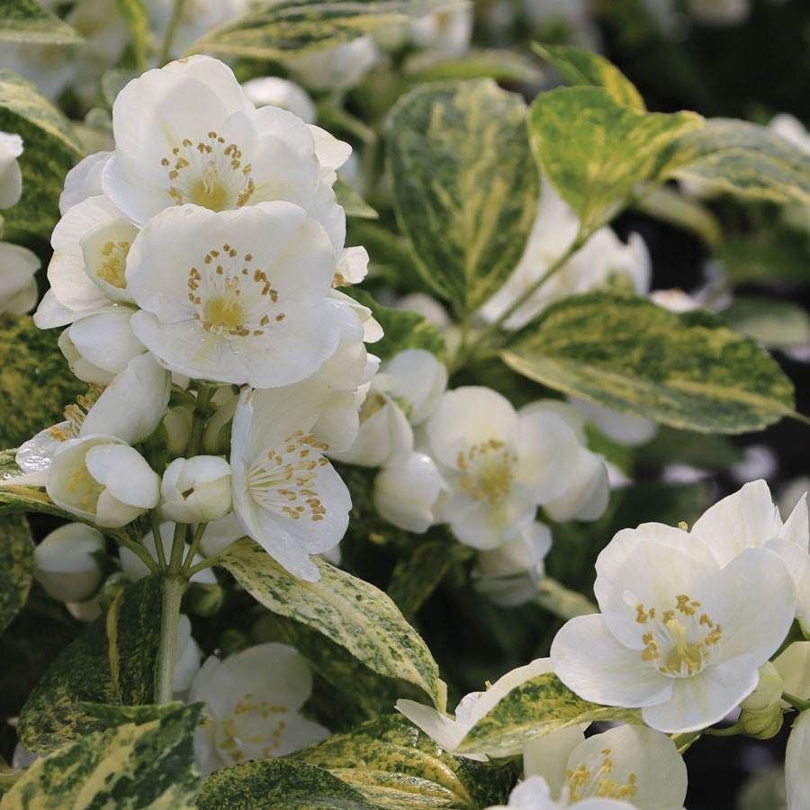 Philadelphus Illuminati Sparks™