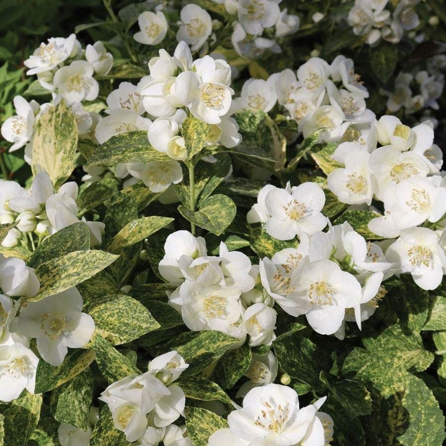 Philadelphus Illuminati Sparks™