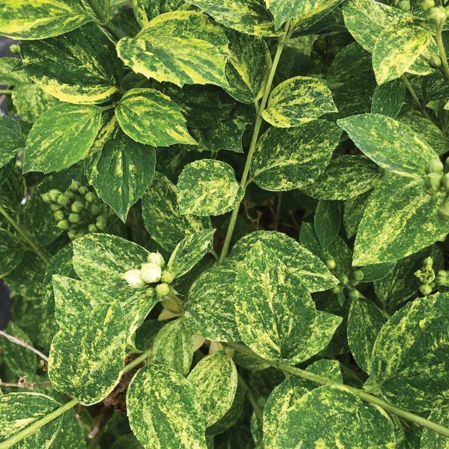 Philadelphus Illuminati Sparks™