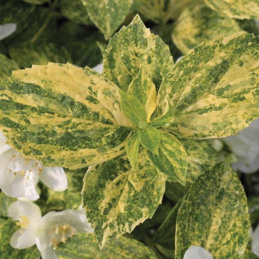 Philadelphus Illuminati Sparks™