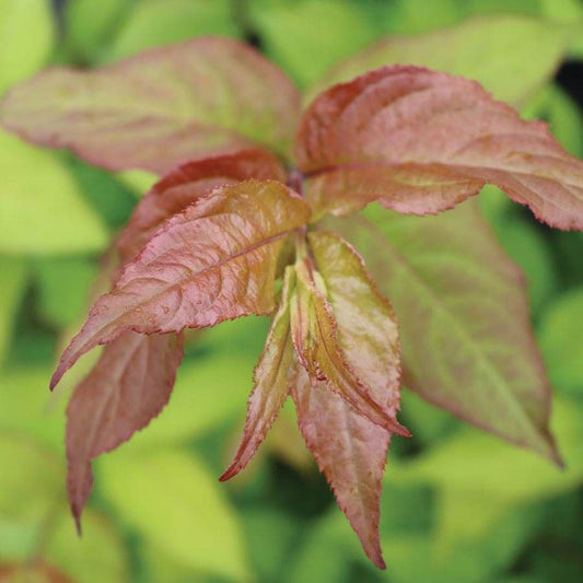 Diervilla Kodiak® Fresh™