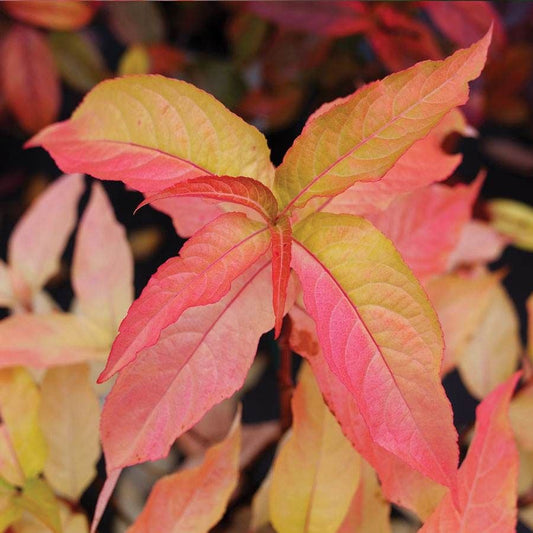 Diervilla Kodiak® Orange
