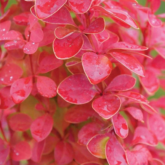 Berberis Sunjoy Orange Pillar™