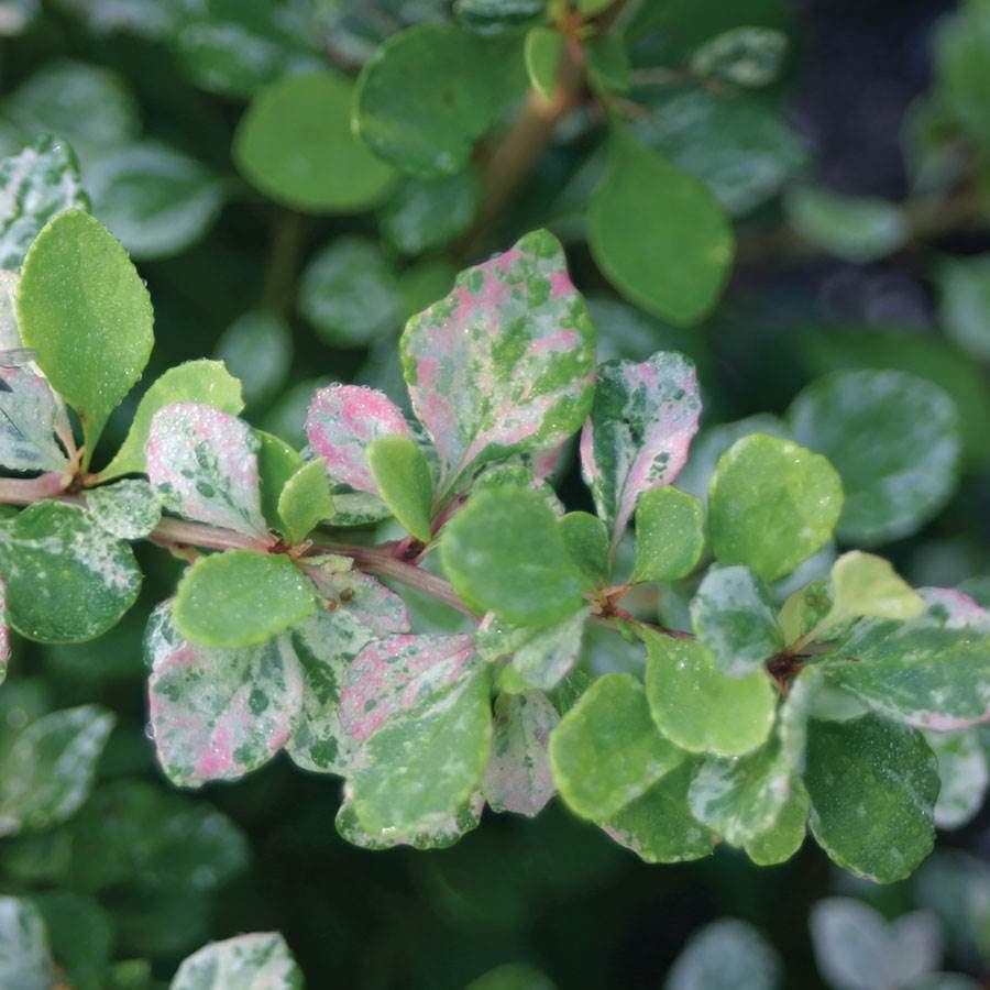Berberis Sunjoy Sequins®
