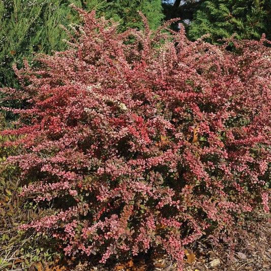 Berberis Sunjoy Sequins®