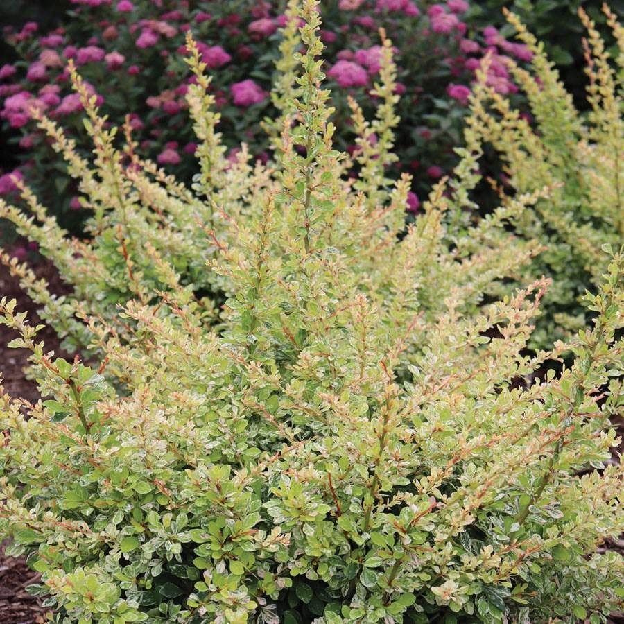 Berberis Sunjoy Sequins®
