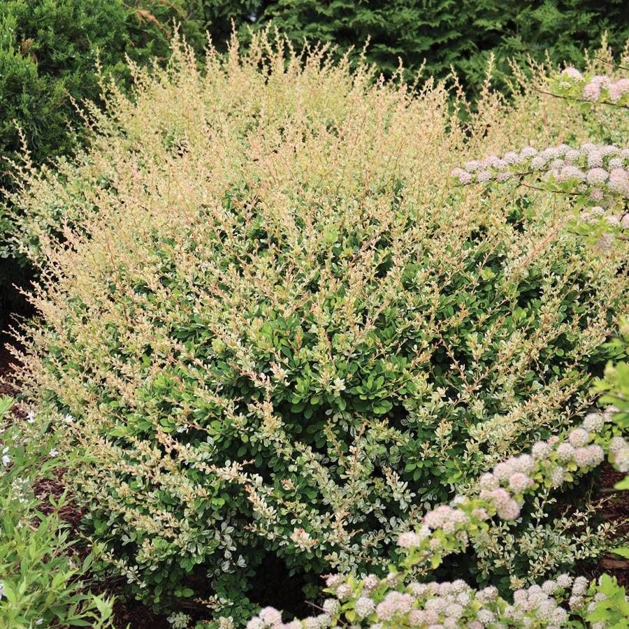 Berberis Sunjoy Sequins®