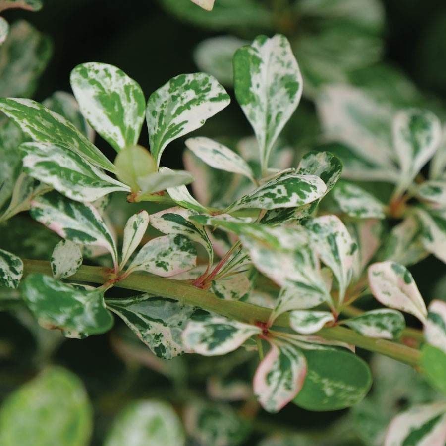 Berberis Sunjoy Sequins®