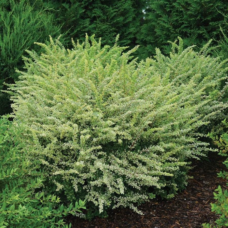 Berberis Sunjoy Sequins®