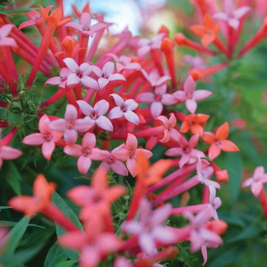 Bouvardia Estrellita Little Star™