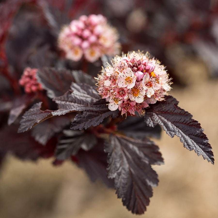 Physocarpus Fireside® Ninebark