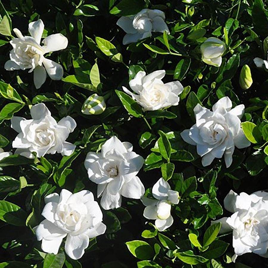 Gardenia Summer Snow®