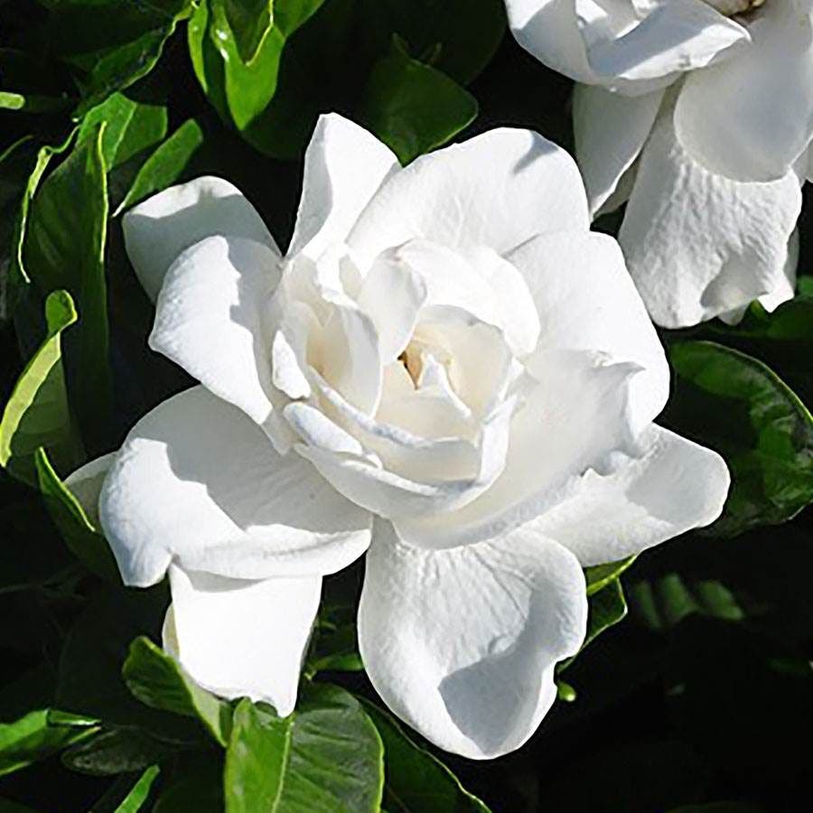 Gardenia Summer Snow®