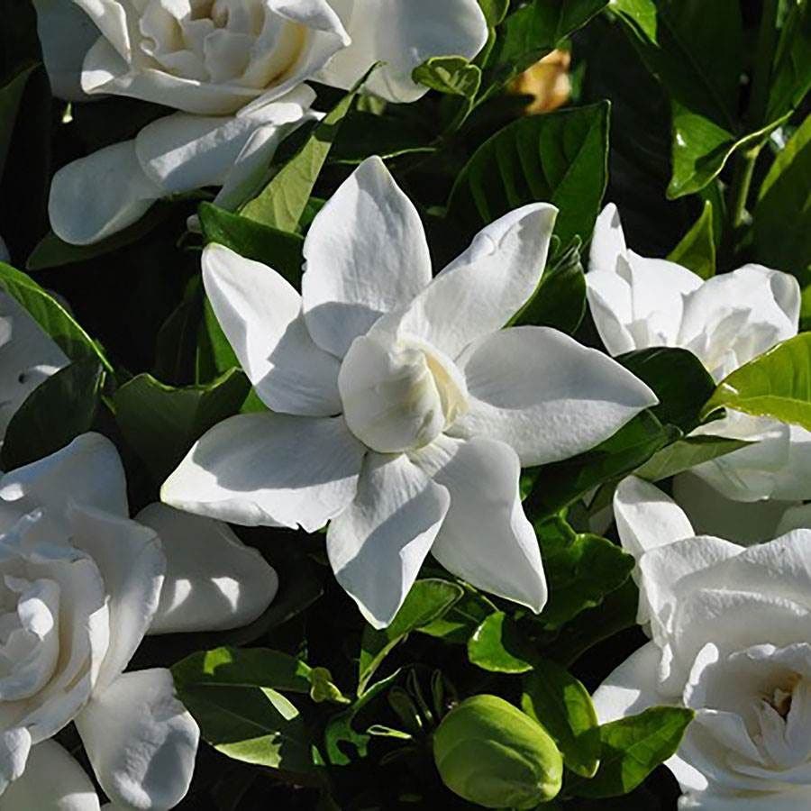Gardenia Summer Snow®