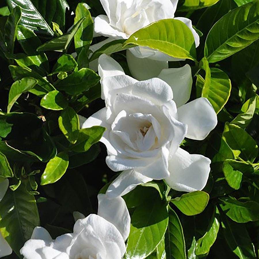 Gardenia Summer Snow®