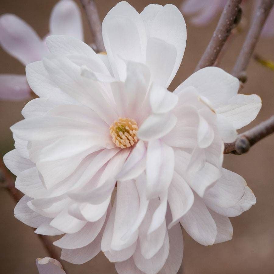 Magnolia 'Centennial Blush'