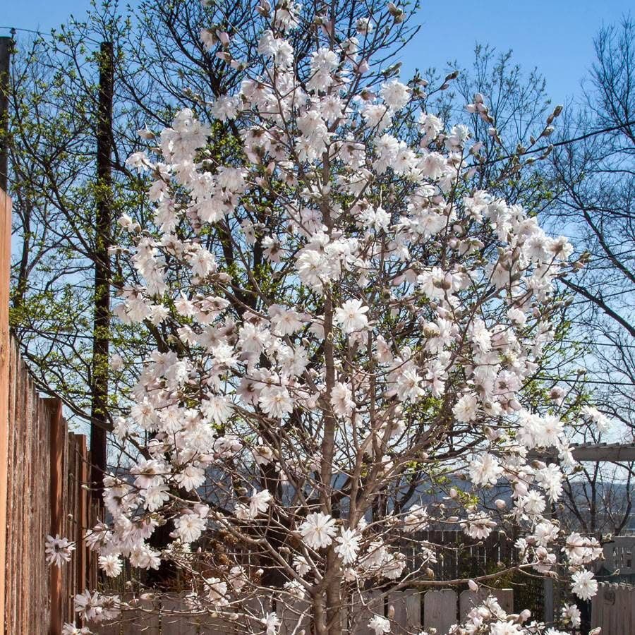 Magnolia 'Centennial Blush'