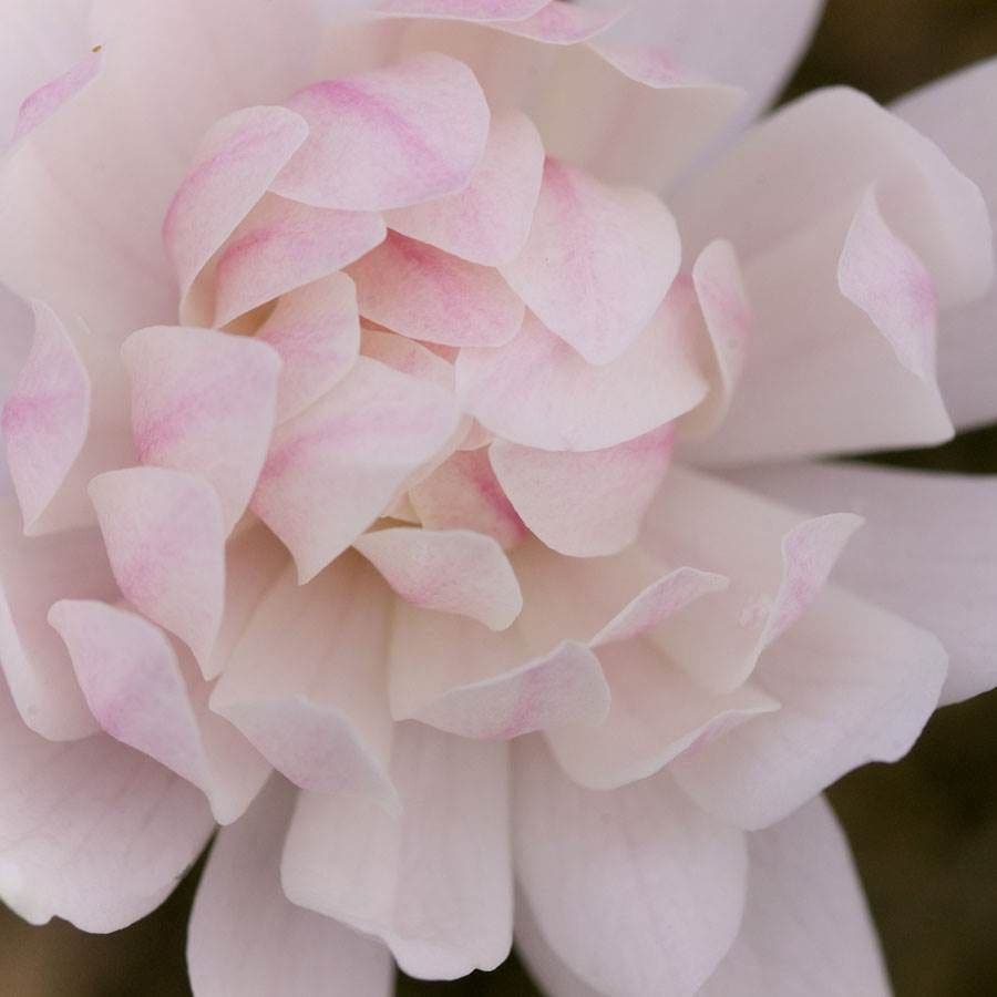 Magnolia 'Centennial Blush'