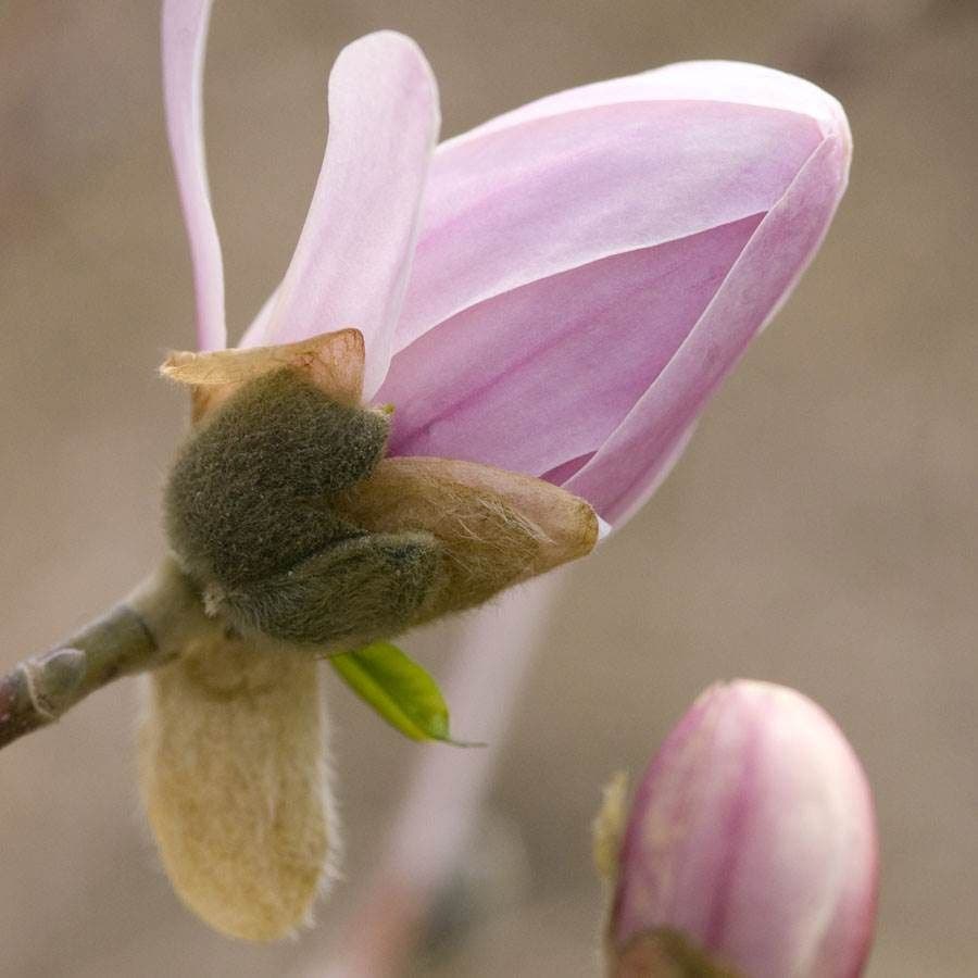 Magnolia 'Centennial Blush'