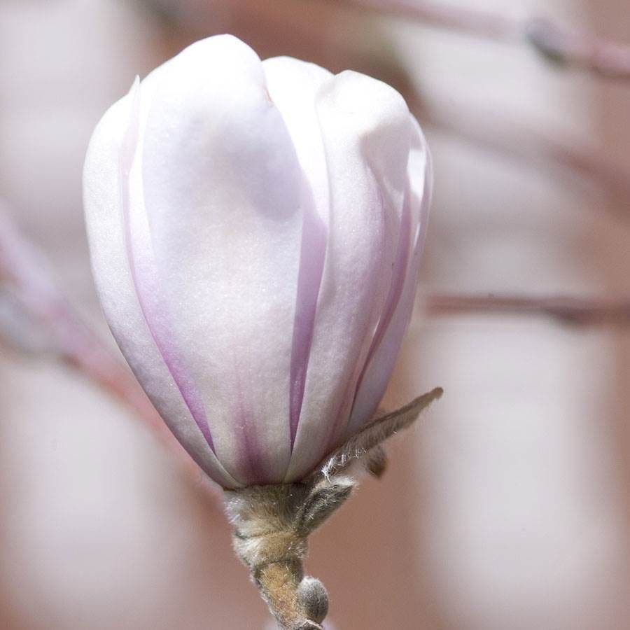 Magnolia 'Centennial Blush'