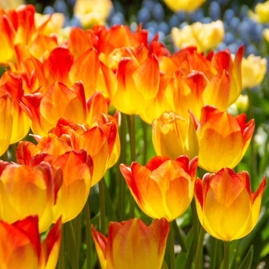 Tulip 'Suncatcher' Bulbs