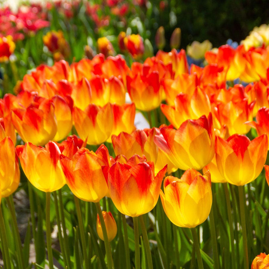 Tulip 'Suncatcher' Bulbs