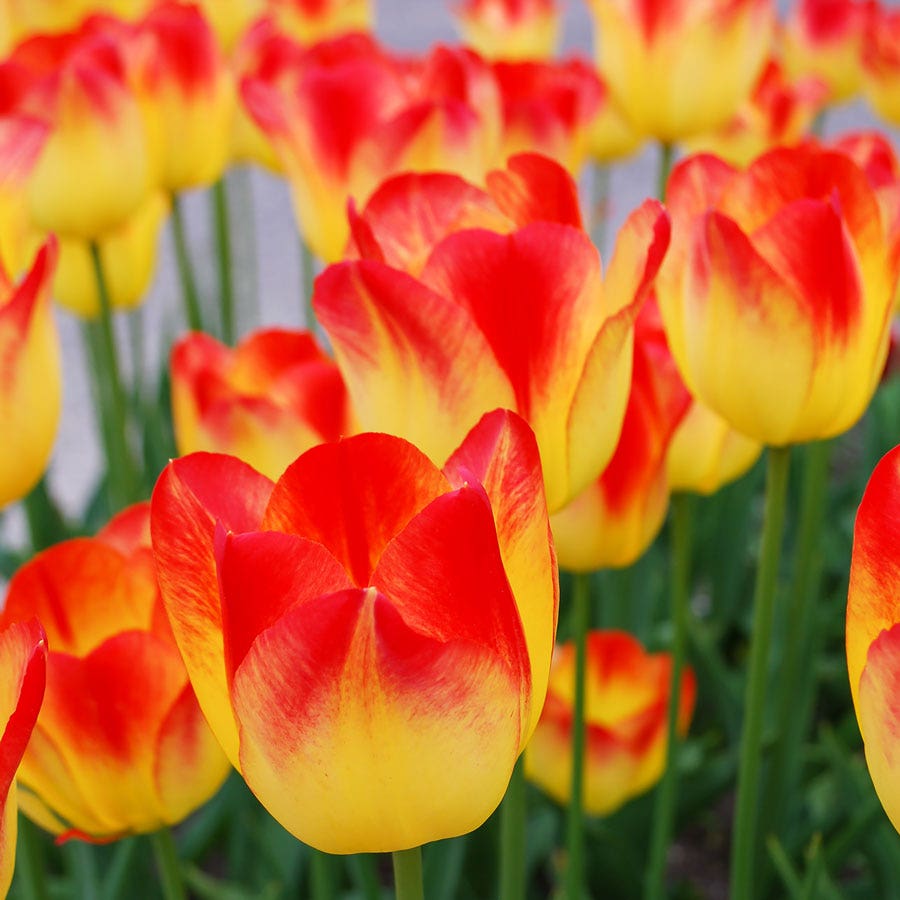 Tulip 'Suncatcher' Bulbs