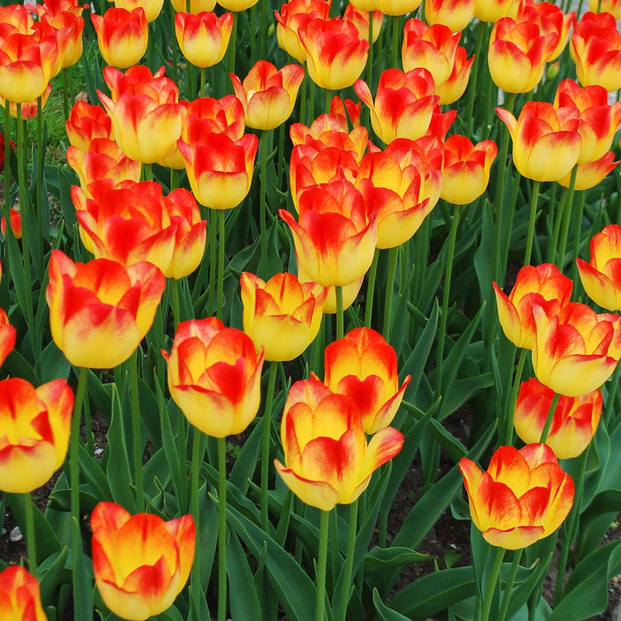 Tulip 'Suncatcher' Bulbs