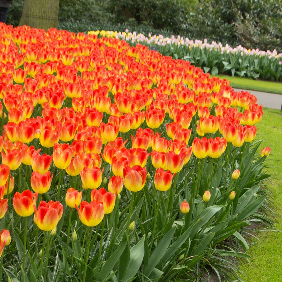 Tulip 'Suncatcher' Bulbs
