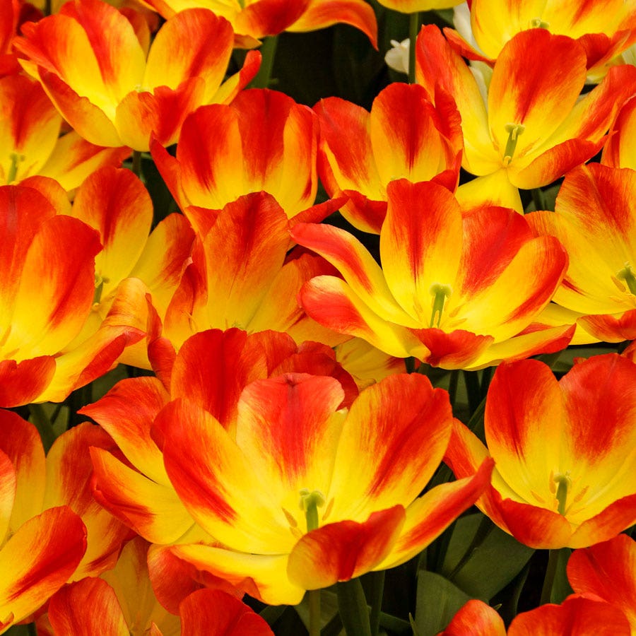 Tulip 'Suncatcher' Bulbs