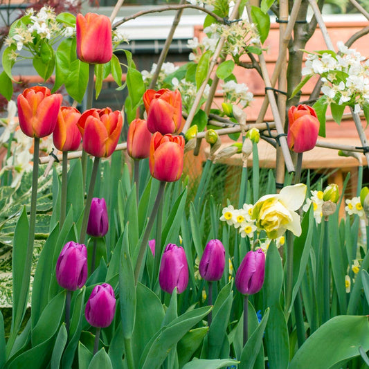 Tulip Sunset Skies Bulb Blend