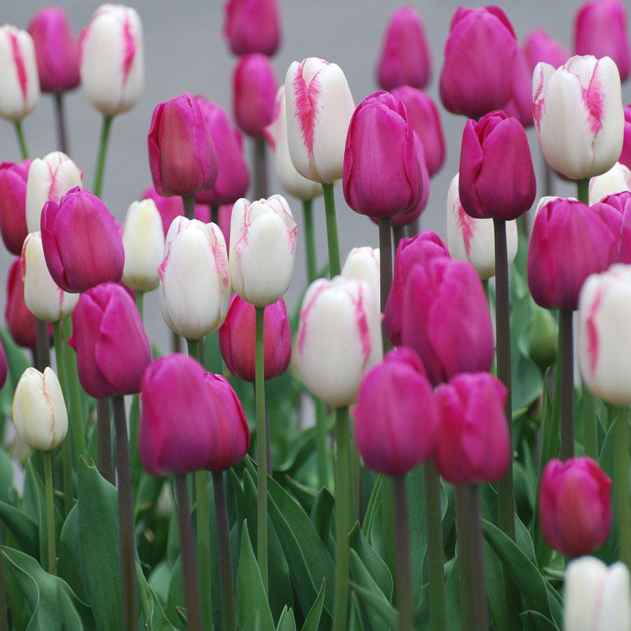 Boysenberry Delight Tulip Bulb Blend