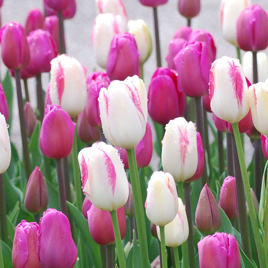 Boysenberry Delight Tulip Bulb Blend