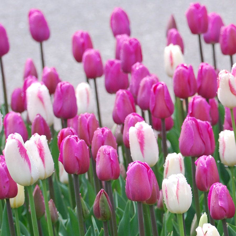Boysenberry Delight Tulip Bulb Blend