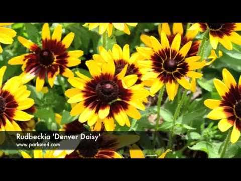 Rudbeckia 'Denver Daisy'