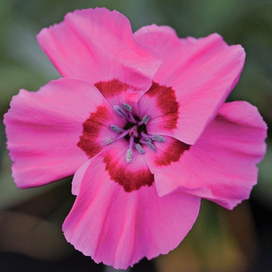 Dianthus American Pie® Bumbleberry Pie - Pink Carnation