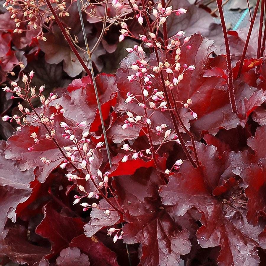 Heuchera Forever® Red