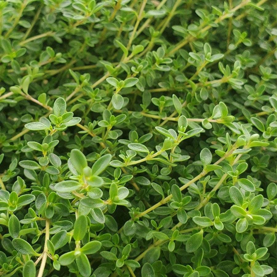 Thymus 'Purple Carpet' Creeping Purple Thyme