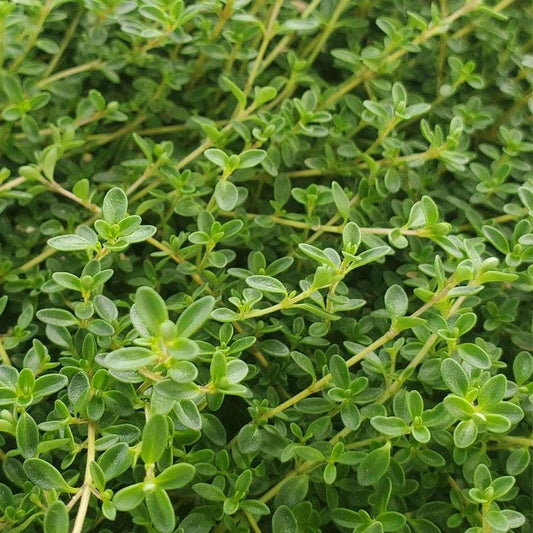 Thymus 'Purple Carpet' Creeping Purple Thyme