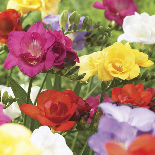 Freesia Double Blooming Mix Bulbs
